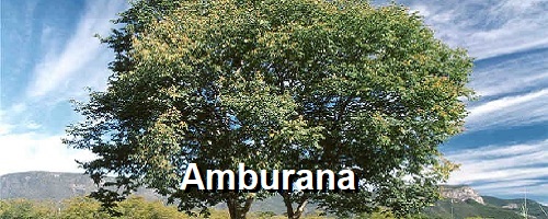 AMBURANA