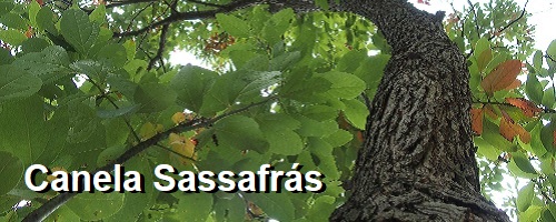 CANELA SASSAFRÁS