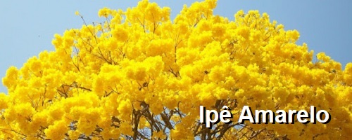 IPÊ AMARELO